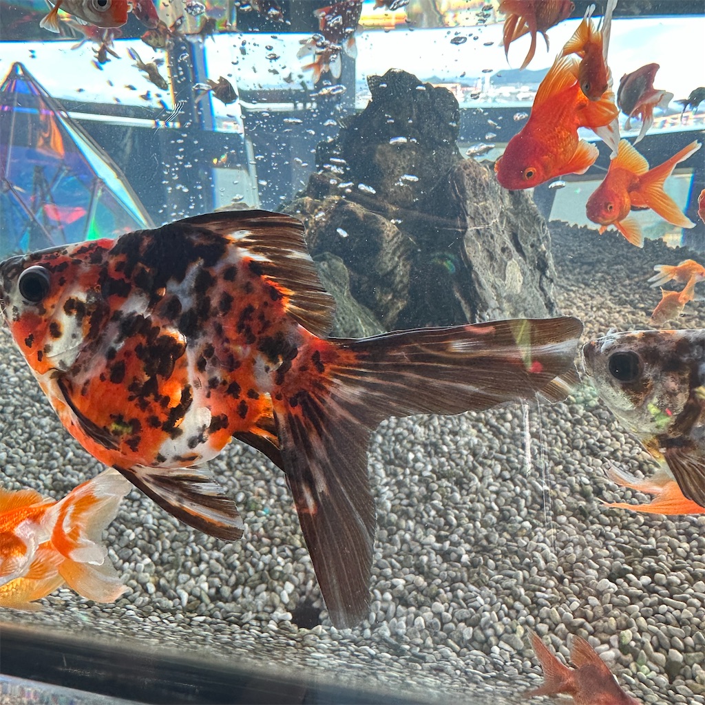 f:id:keikostyle:20230825201702j:image