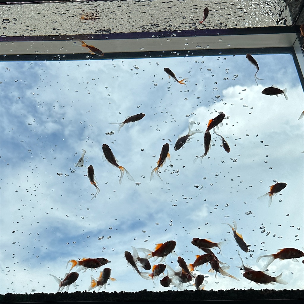 f:id:keikostyle:20230825201708j:image