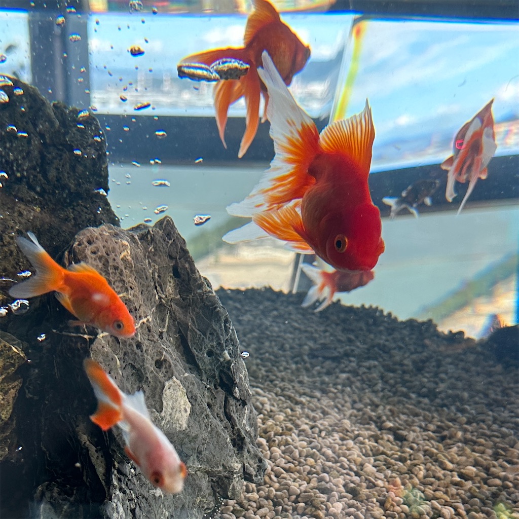 f:id:keikostyle:20230825201721j:image