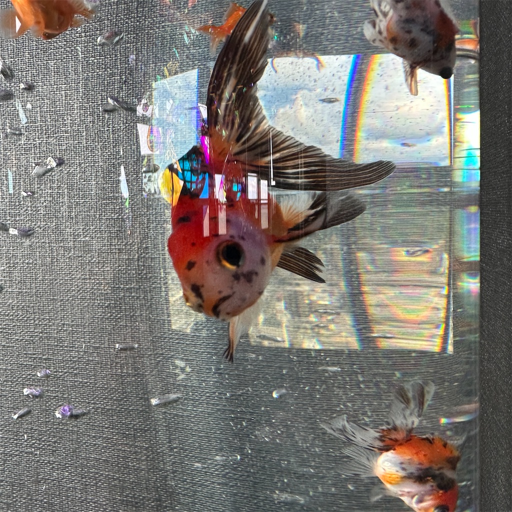 f:id:keikostyle:20230825201747j:image