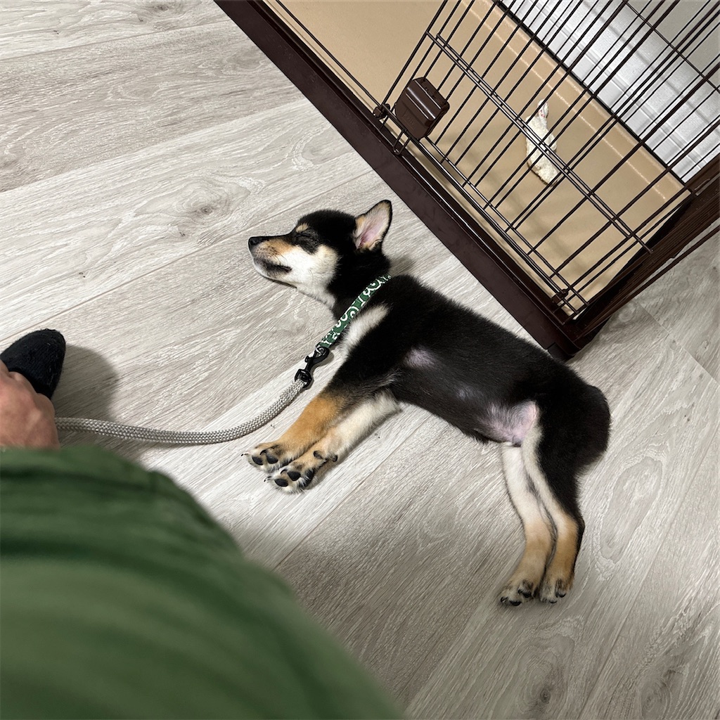 f:id:keikostyle:20230926175132j:image