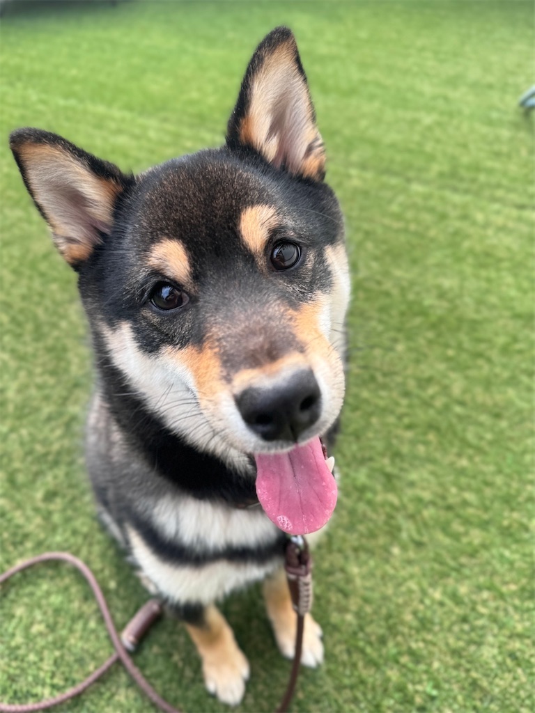 f:id:keikostyle:20240211185124j:image