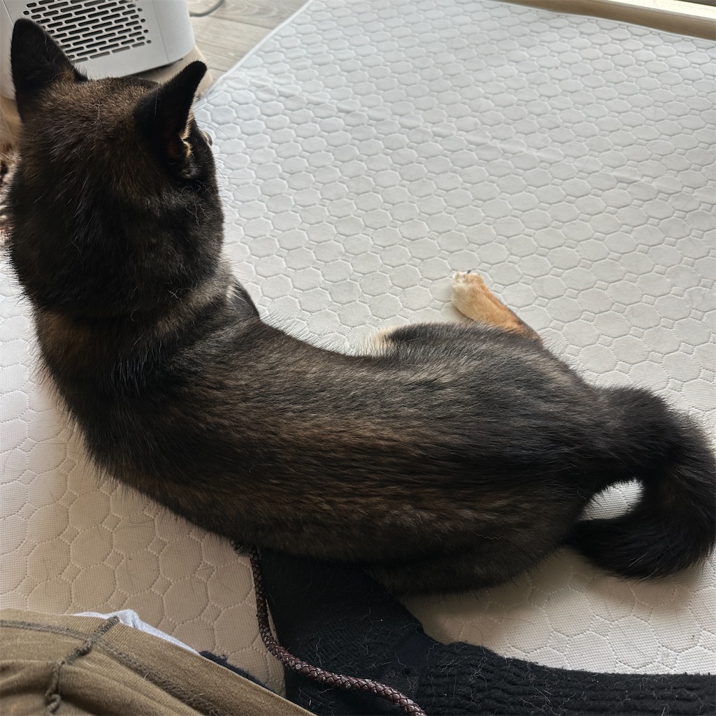 f:id:keikostyle:20240404134029j:image