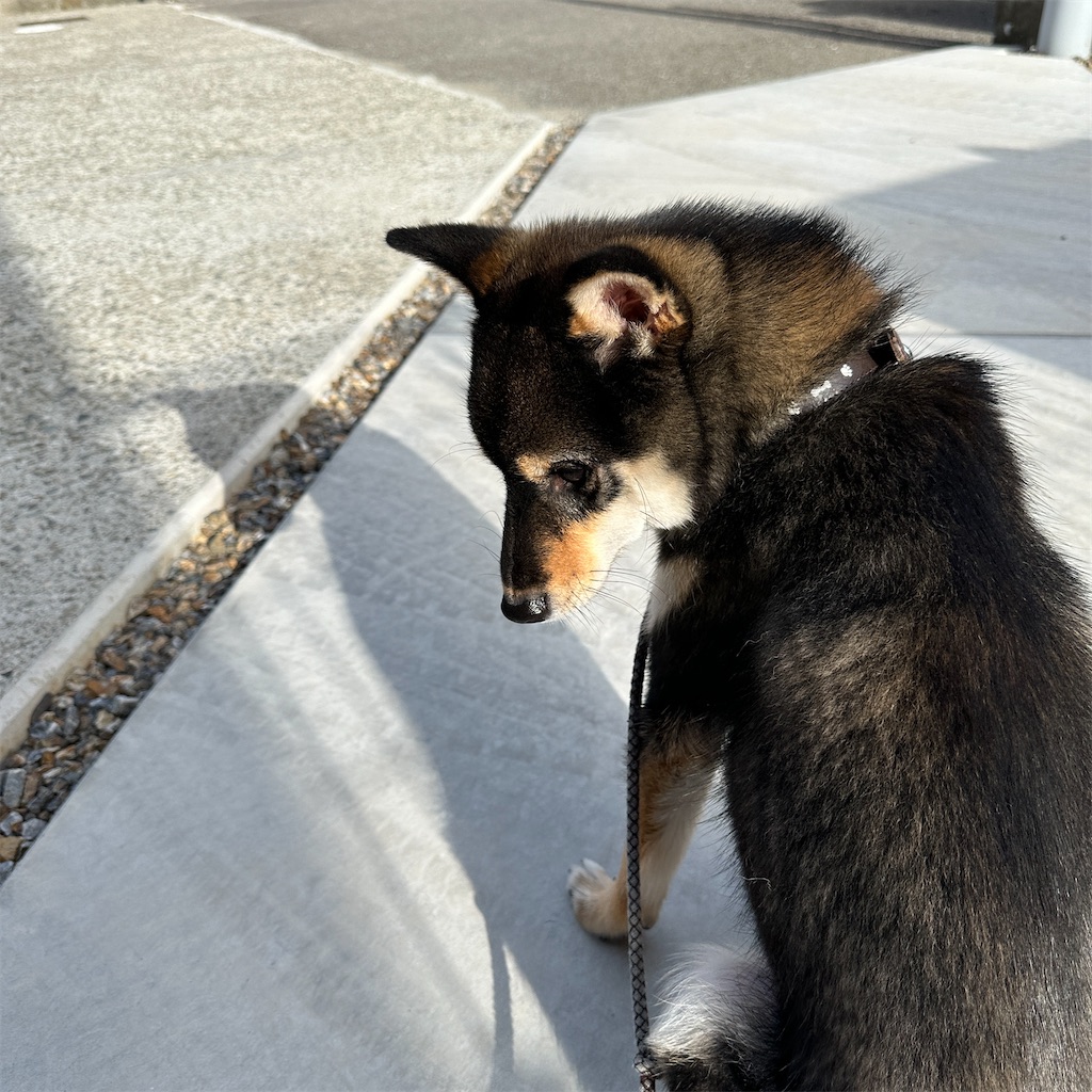 f:id:keikostyle:20240418171403j:image