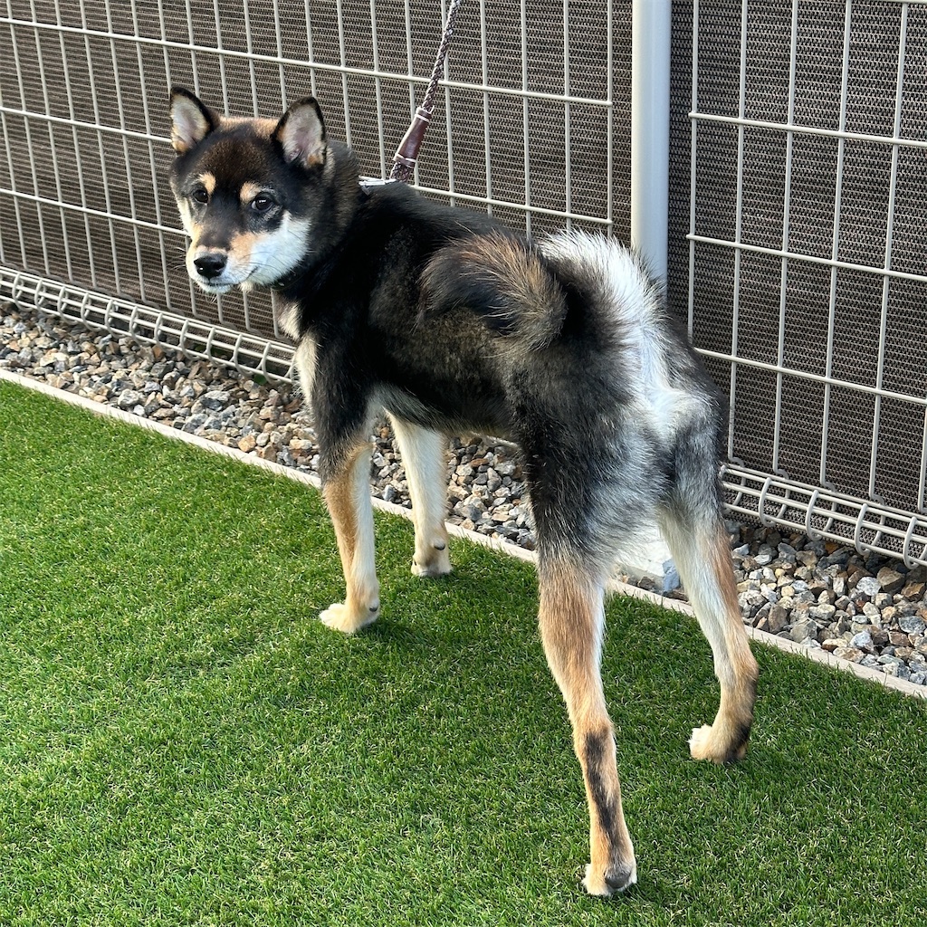 f:id:keikostyle:20240516093946j:image