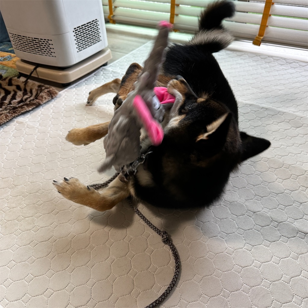f:id:keikostyle:20240530191656j:image