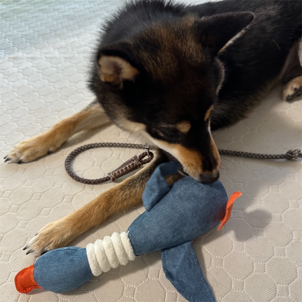 f:id:keikostyle:20240601194101j:image