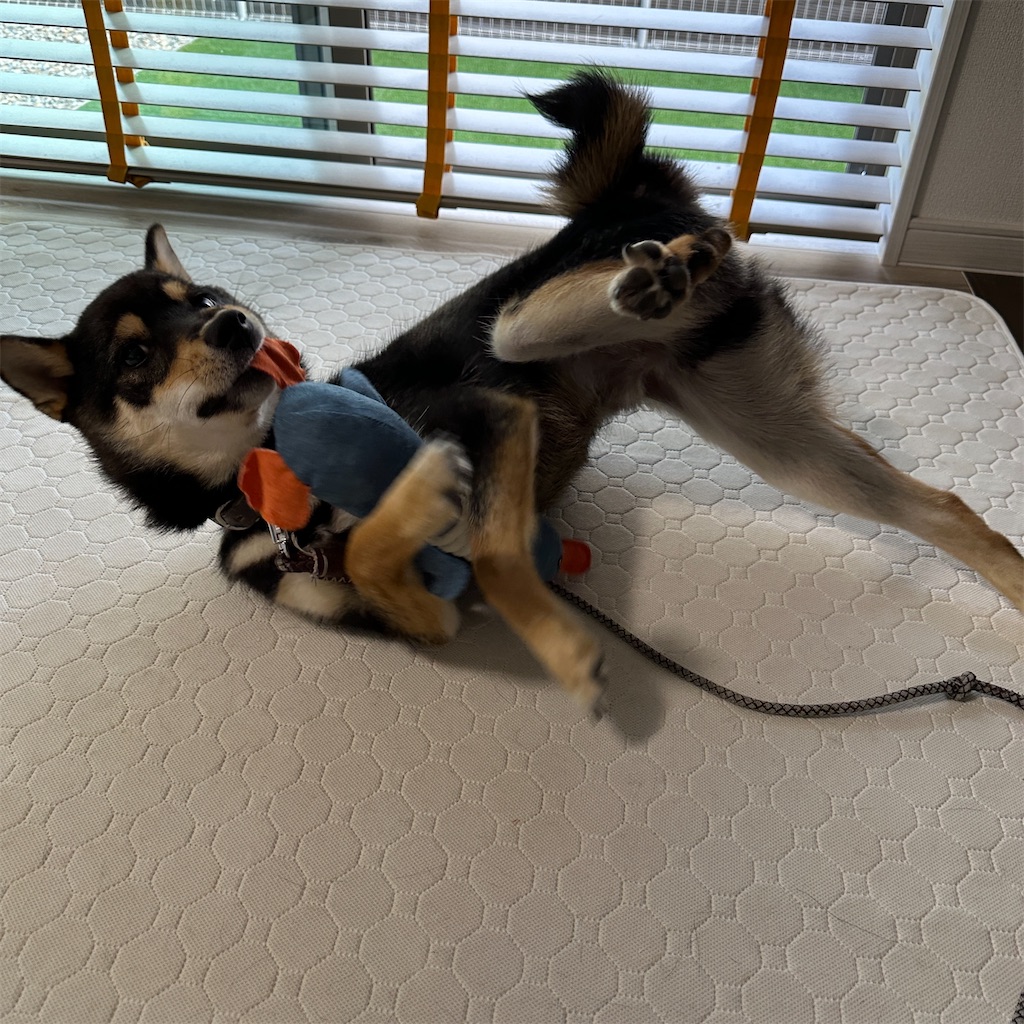 f:id:keikostyle:20240601194109j:image