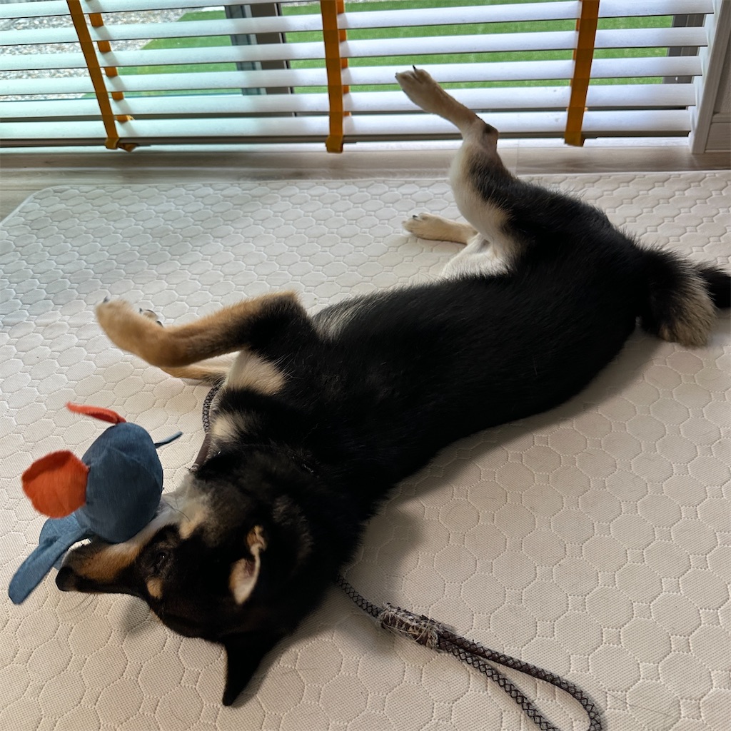 f:id:keikostyle:20240601194112j:image