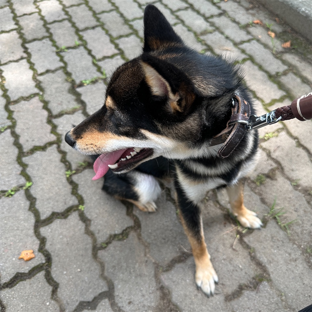 f:id:keikostyle:20240616152632j:image