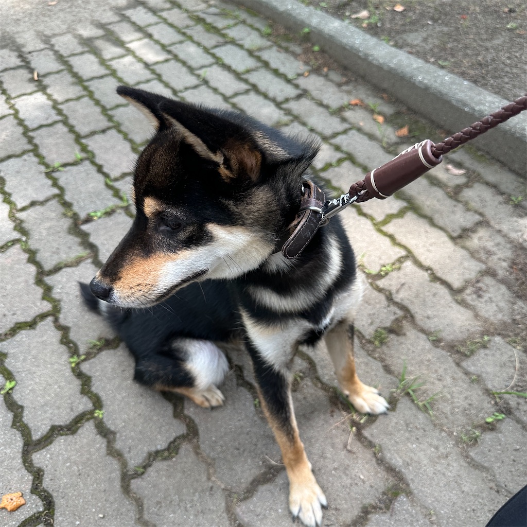 f:id:keikostyle:20240616152659j:image