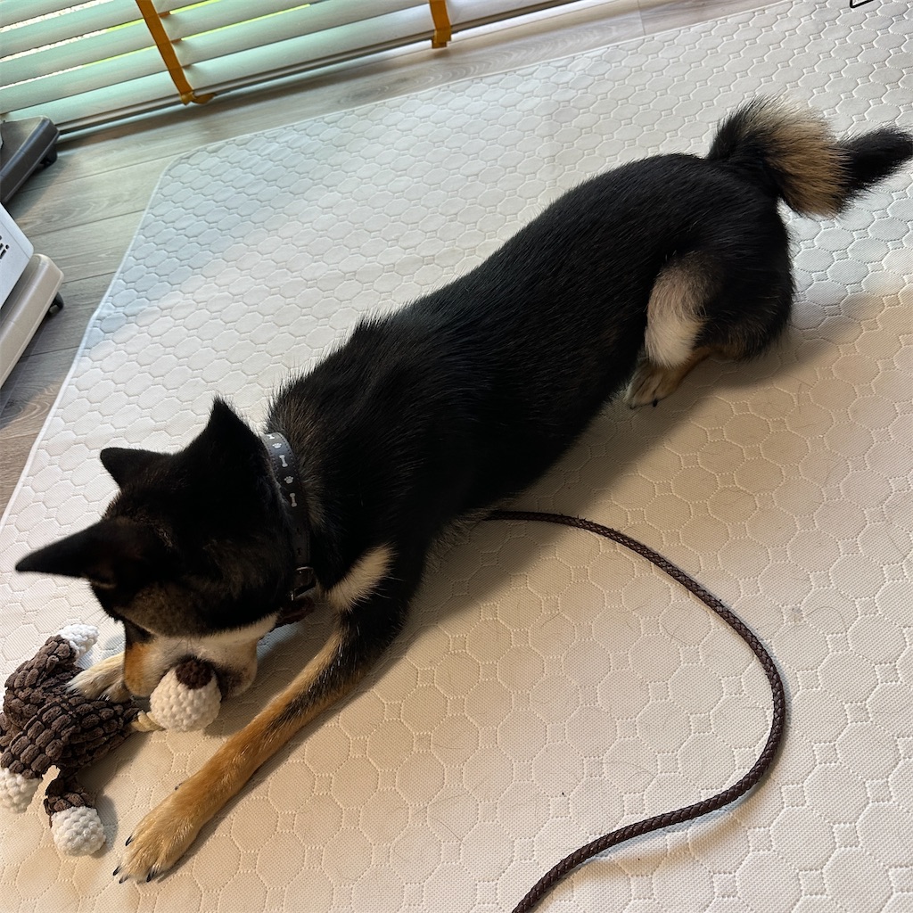 f:id:keikostyle:20240619081615j:image