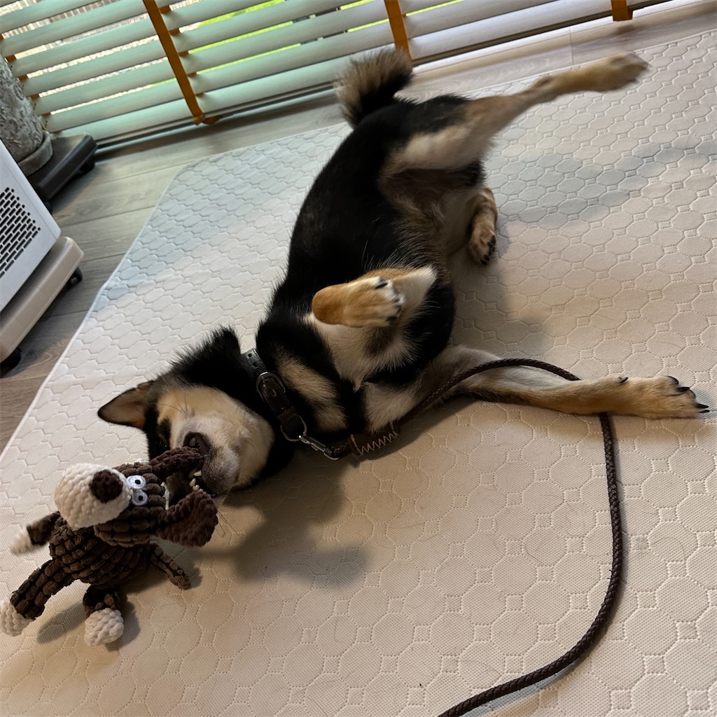 f:id:keikostyle:20240619081634j:image