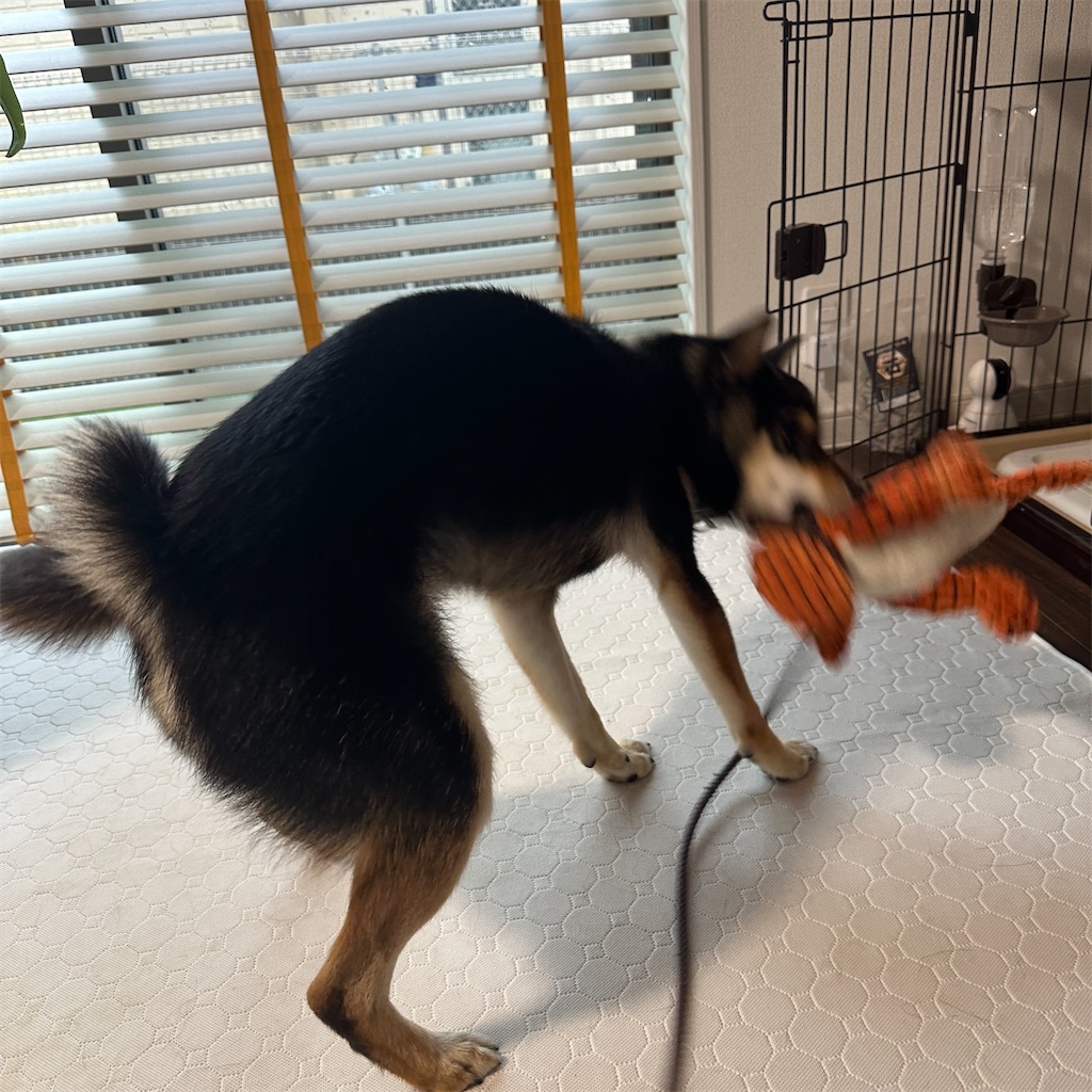 f:id:keikostyle:20240621083342j:image