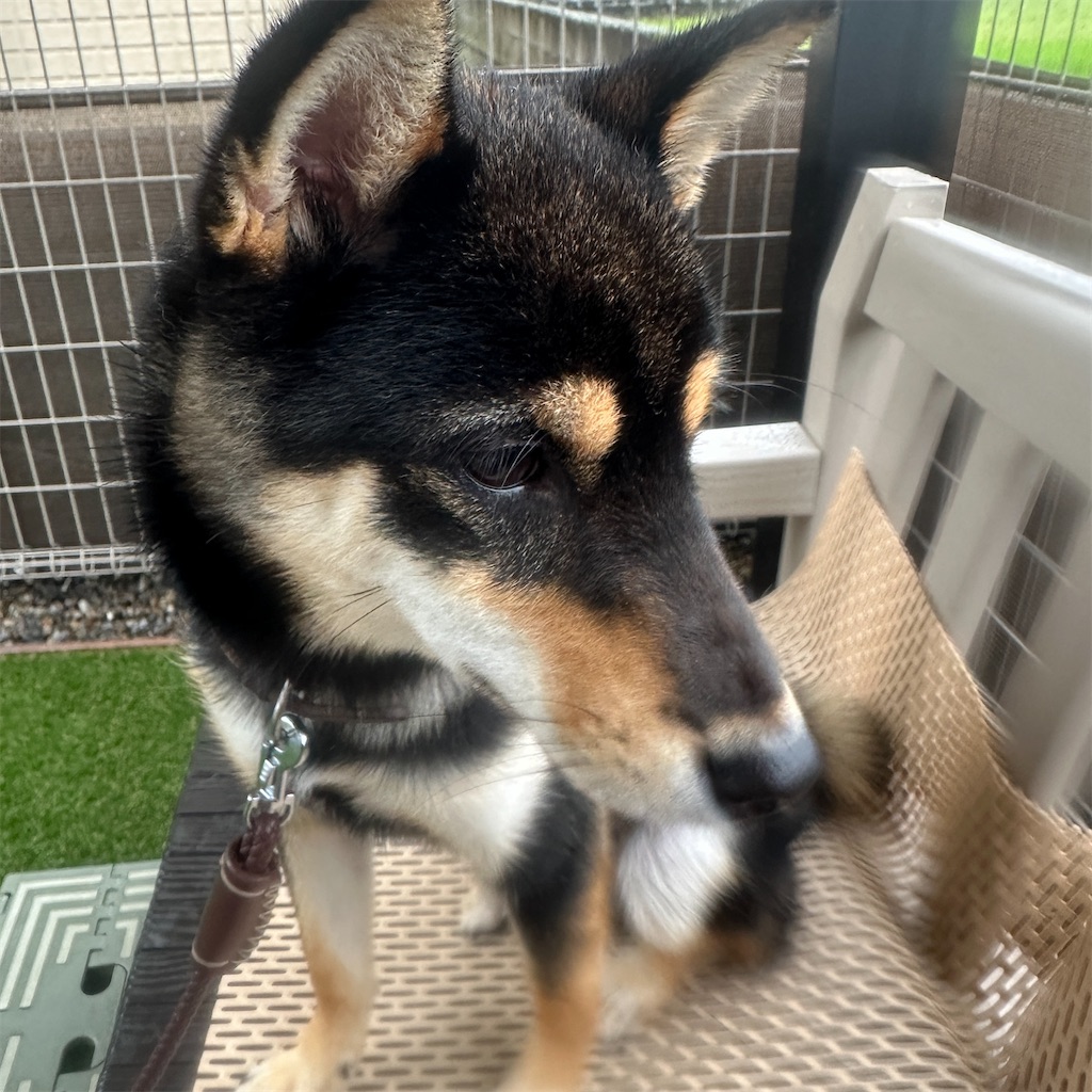 f:id:keikostyle:20240630075250j:image