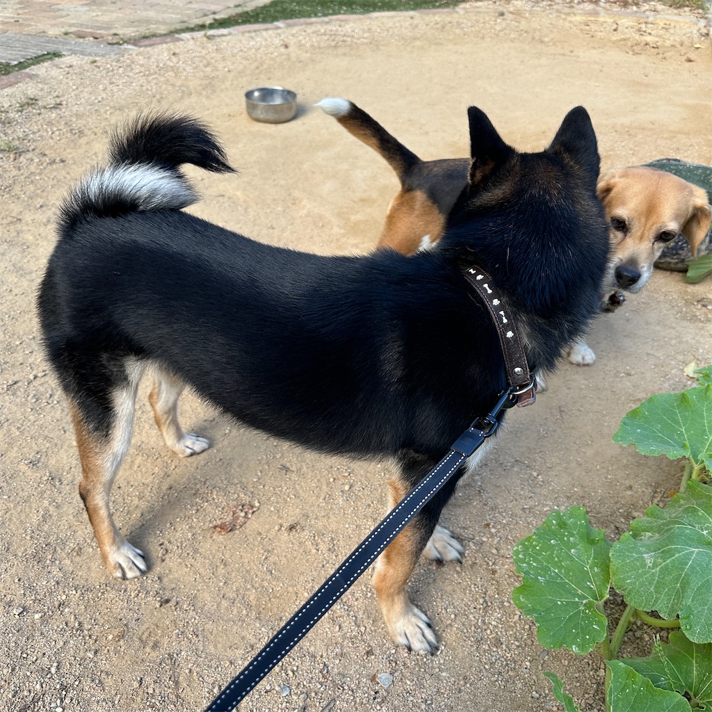 f:id:keikostyle:20240924171201j:image