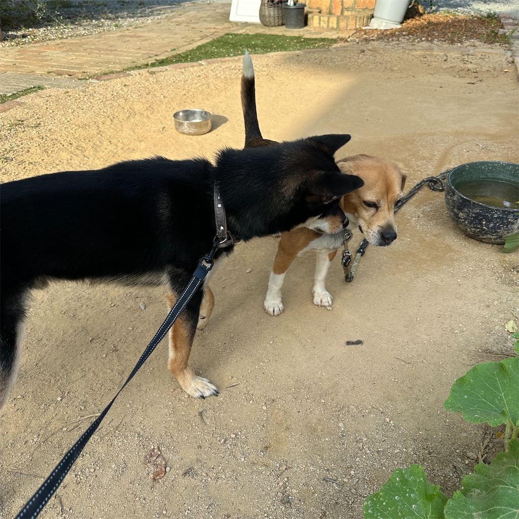 f:id:keikostyle:20240924171411j:image