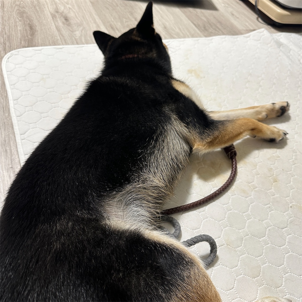 f:id:keikostyle:20241010174851j:image