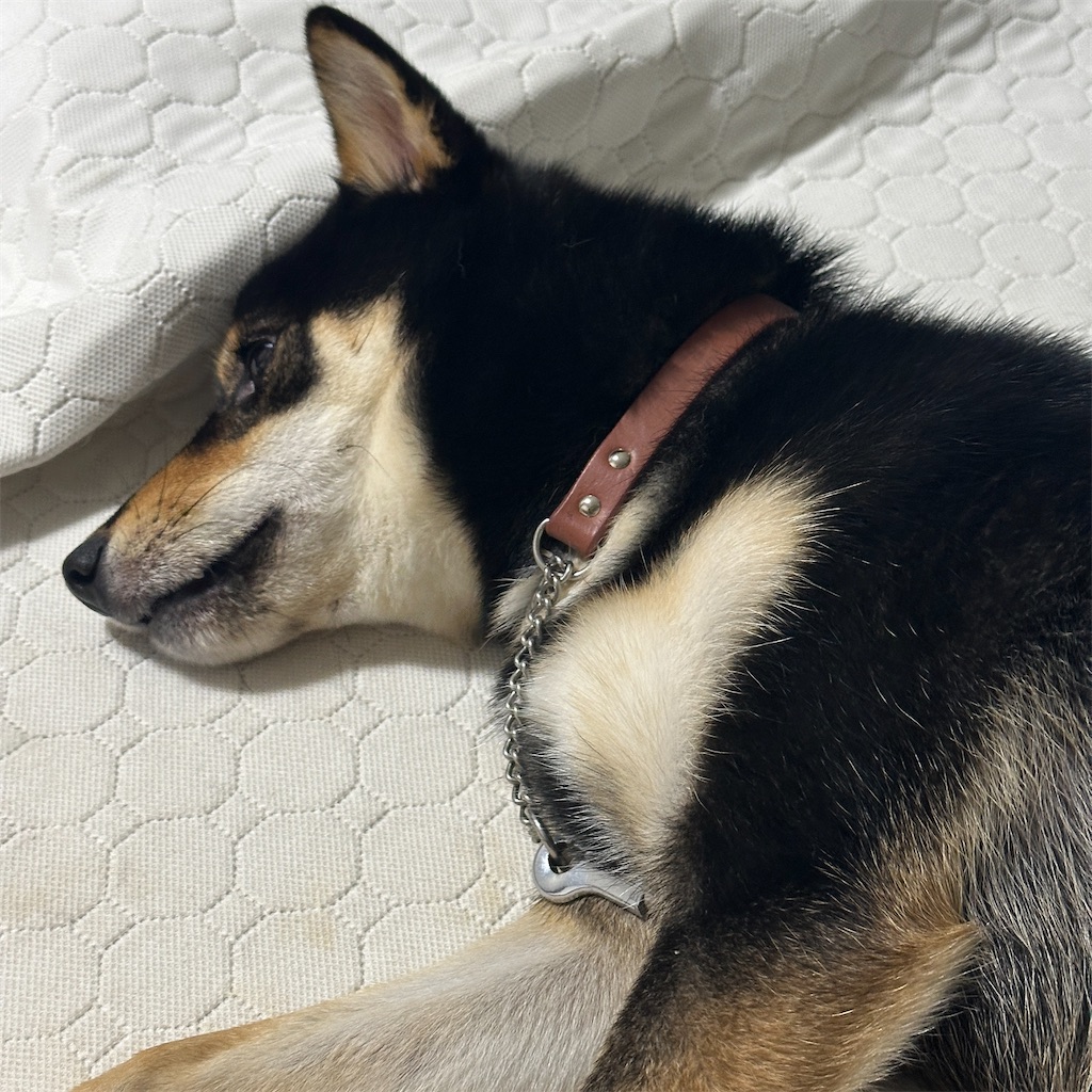 f:id:keikostyle:20241018165001j:image