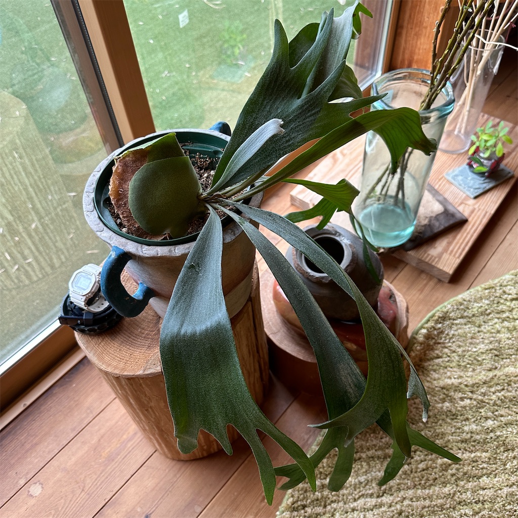 f:id:keikostyle:20241022133633j:image