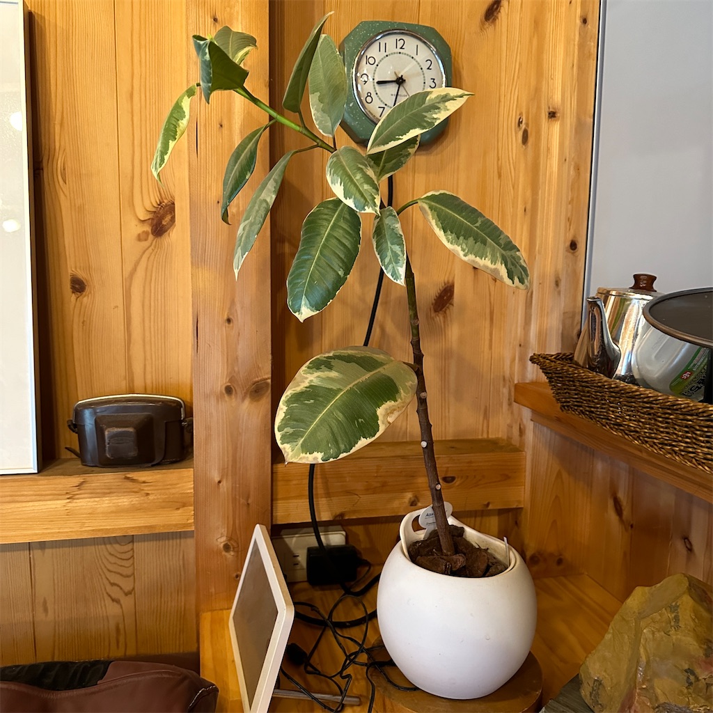 f:id:keikostyle:20241022133712j:image