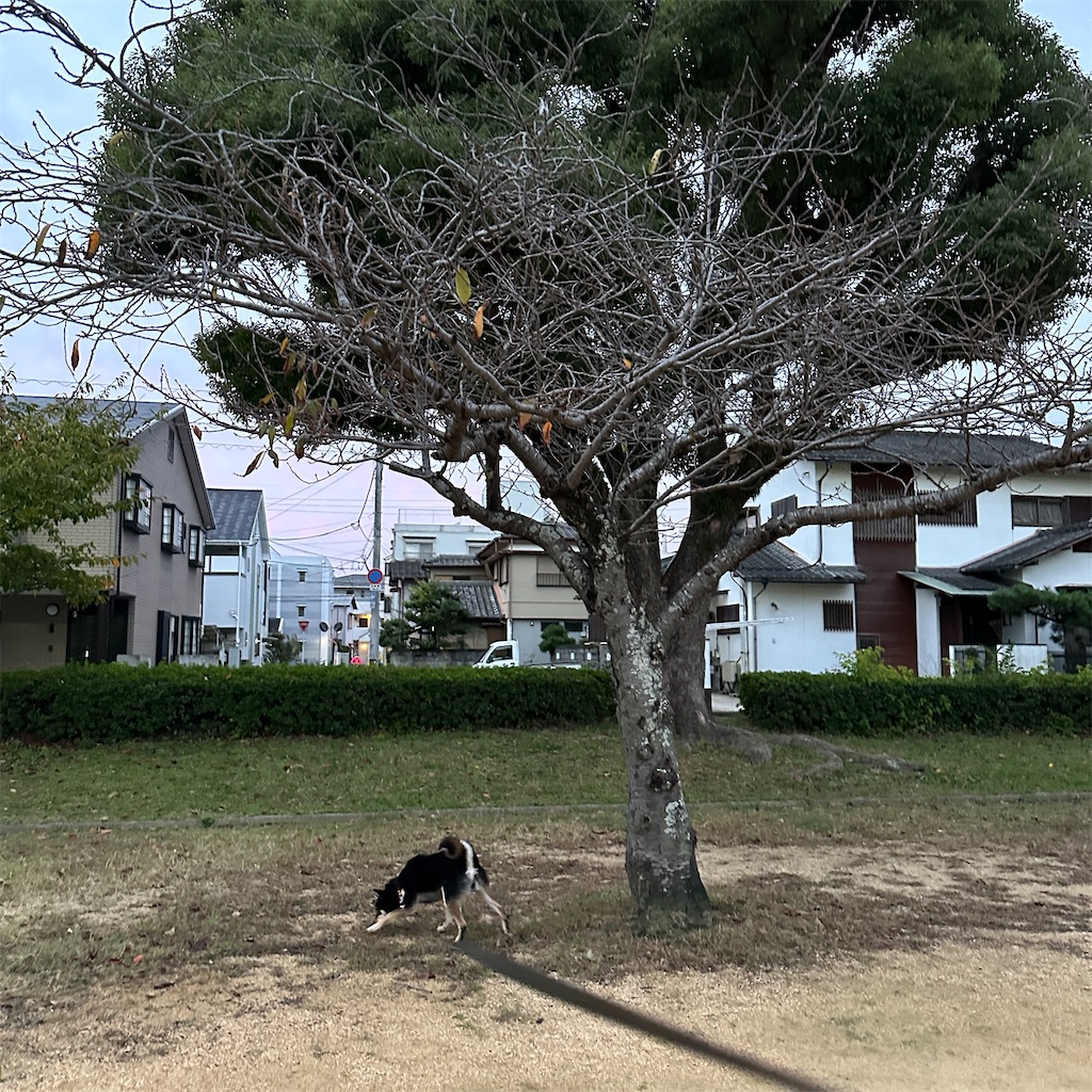 f:id:keikostyle:20241031084627j:image