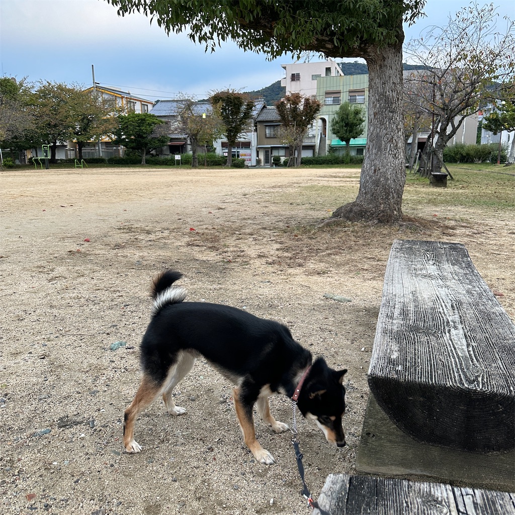 f:id:keikostyle:20241031084655j:image