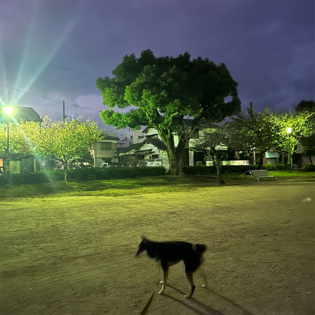 f:id:keikostyle:20241113070244j:image