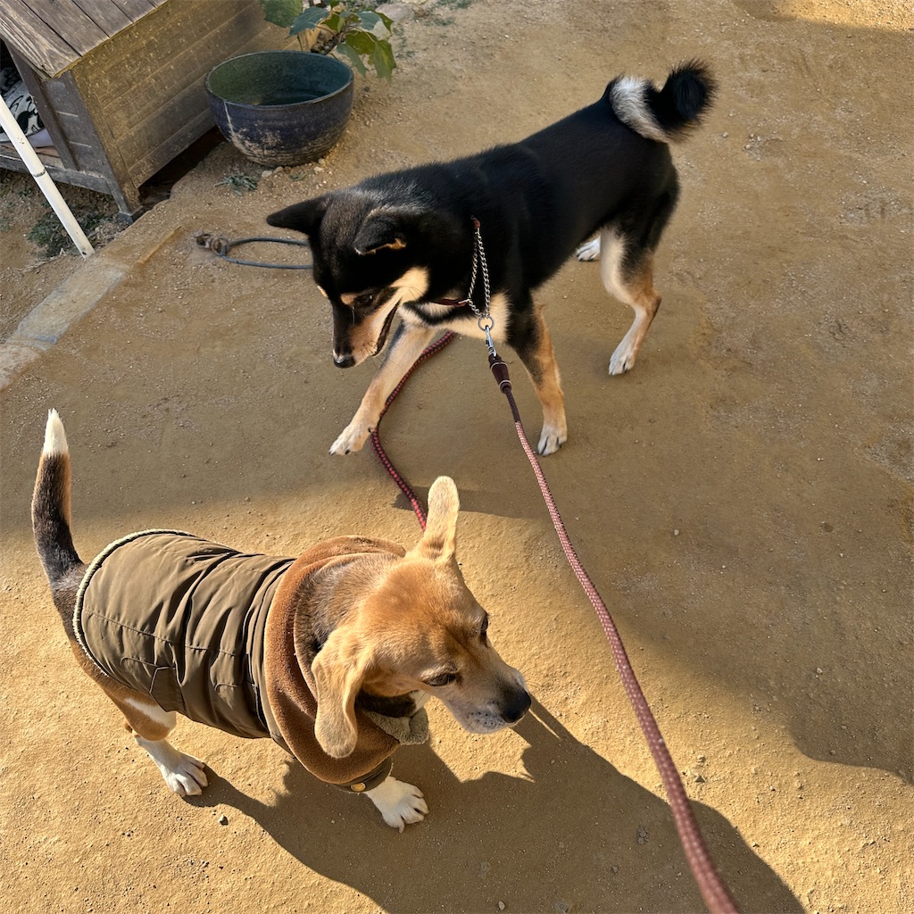 f:id:keikostyle:20241216112930j:image