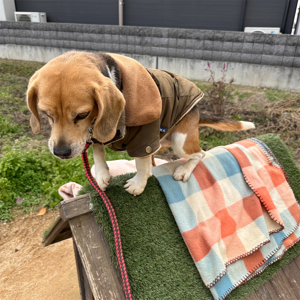 f:id:keikostyle:20241216130817j:image
