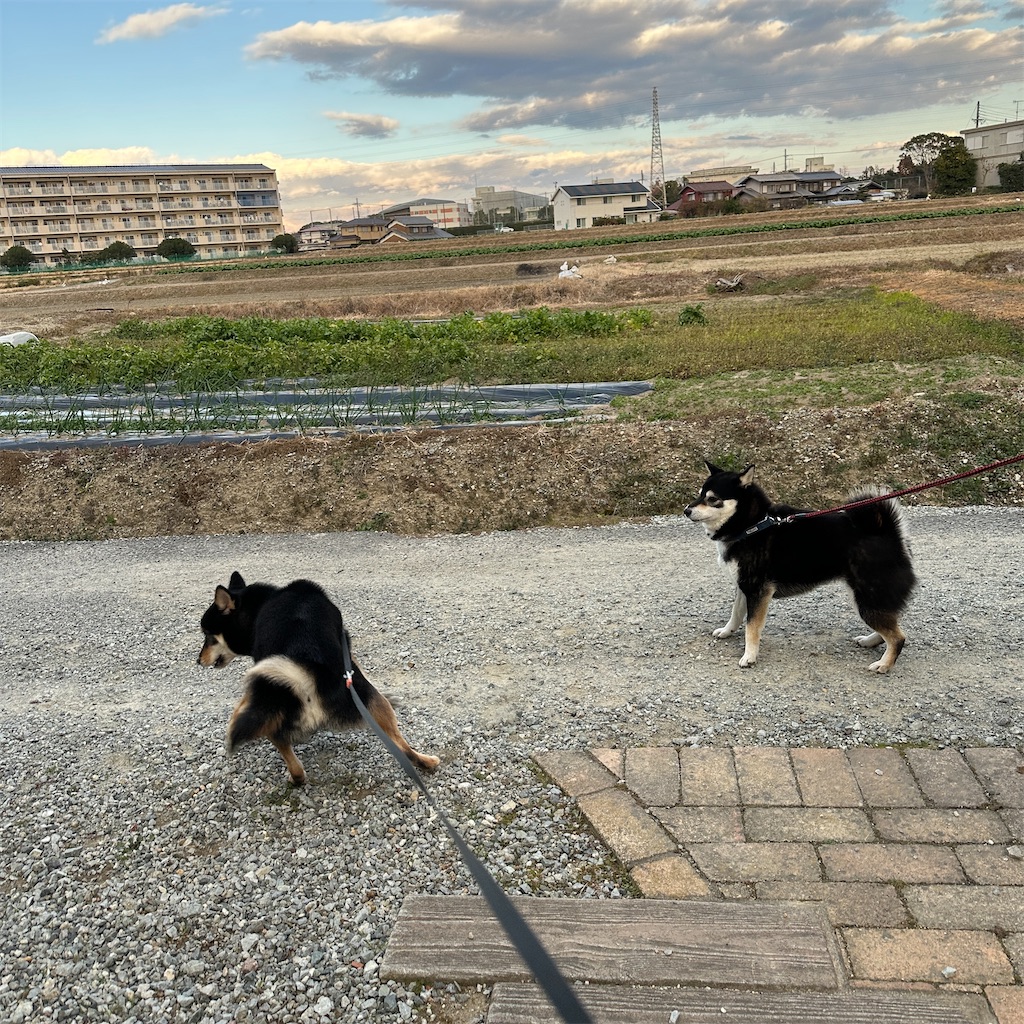 f:id:keikostyle:20241217162637j:image