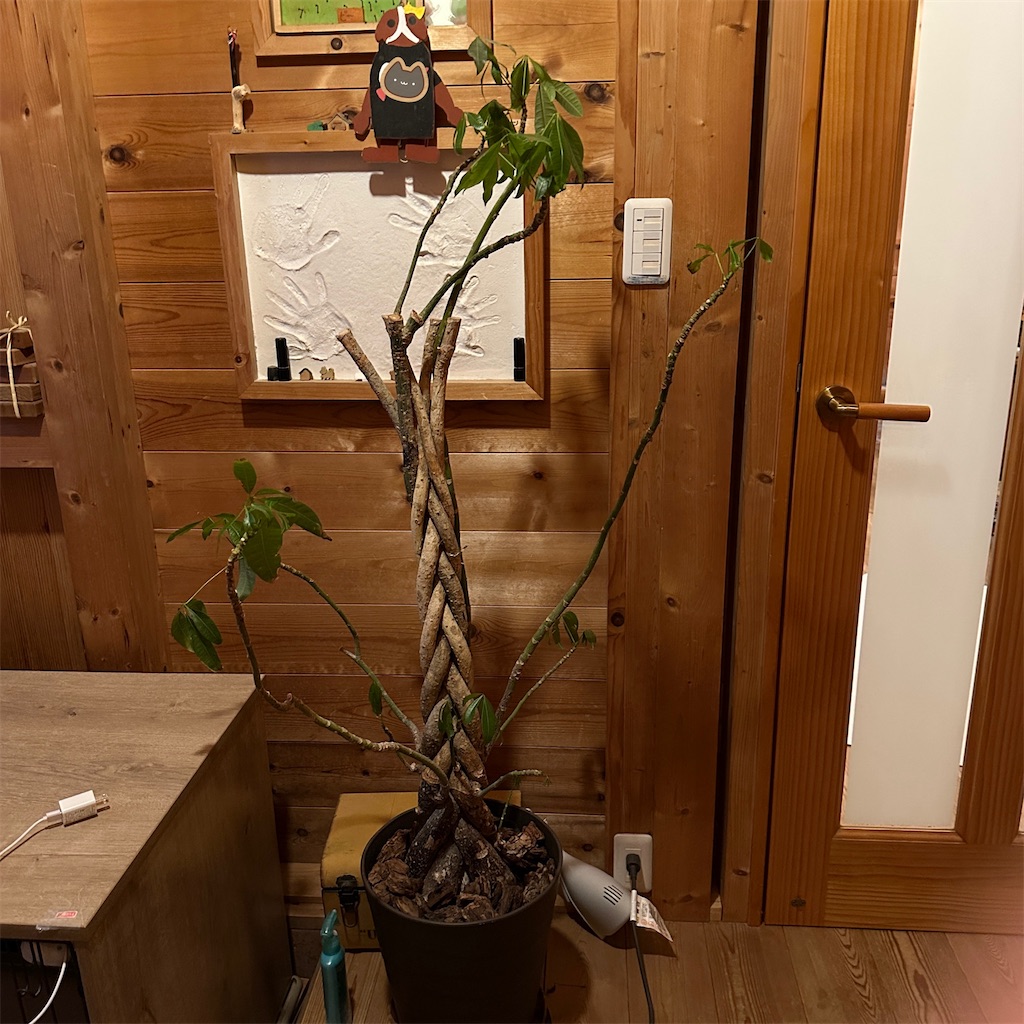 f:id:keikostyle:20241217180332j:image