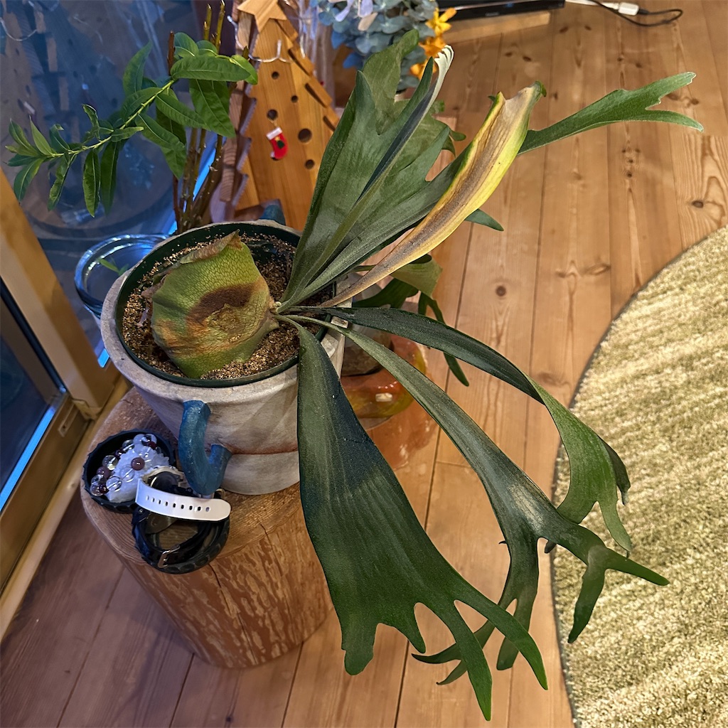 f:id:keikostyle:20241217180406j:image