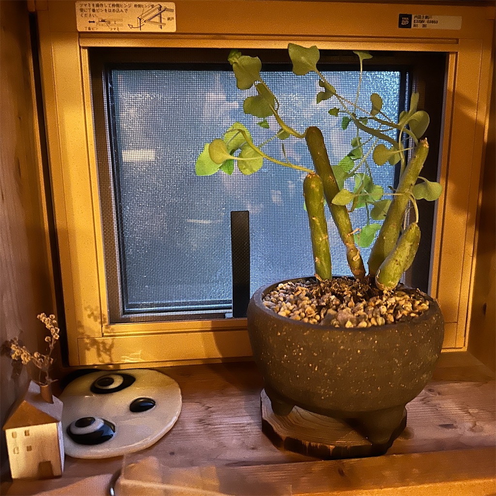 f:id:keikostyle:20241217180433j:image