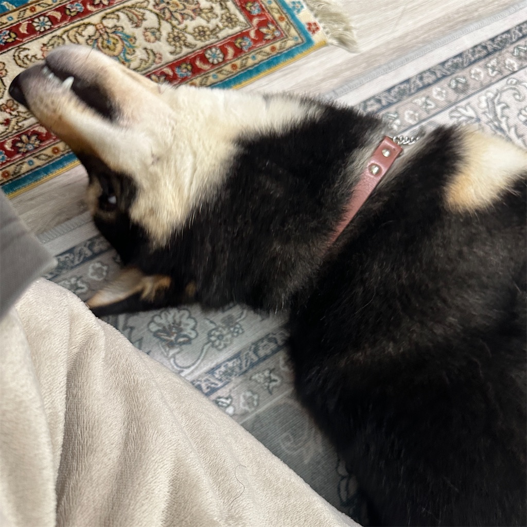 f:id:keikostyle:20250321130918j:image
