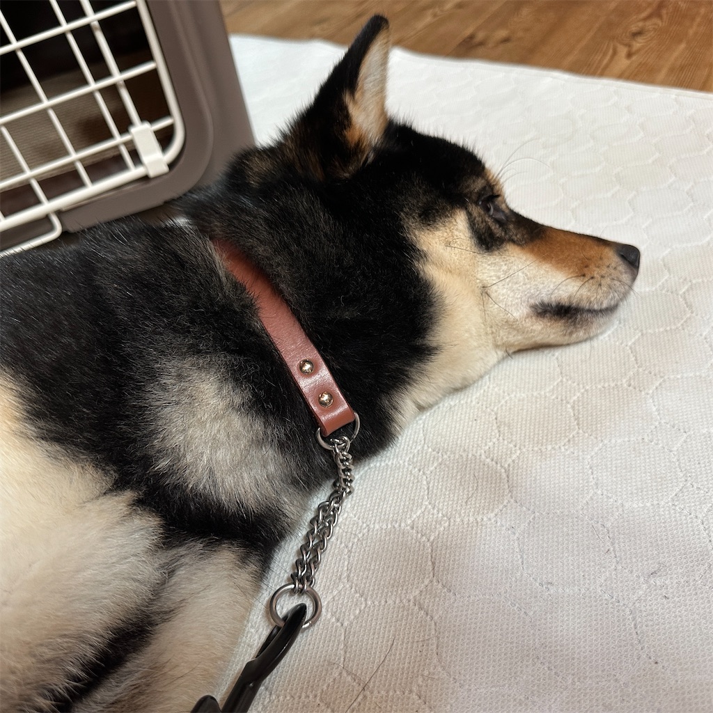 f:id:keikostyle:20250325132643j:image