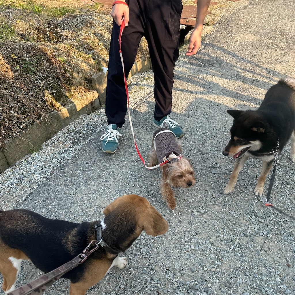 f:id:keikostyle:20250416171742j:image