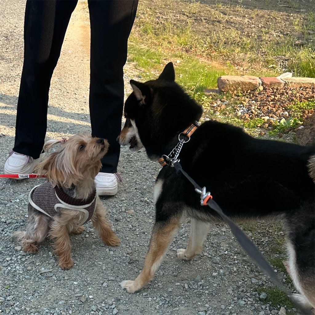 f:id:keikostyle:20250416171746j:image