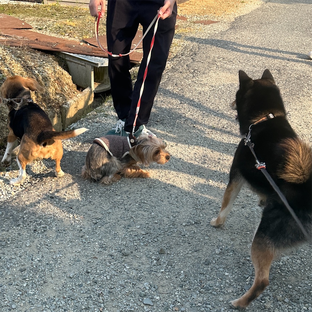 f:id:keikostyle:20250416171801j:image