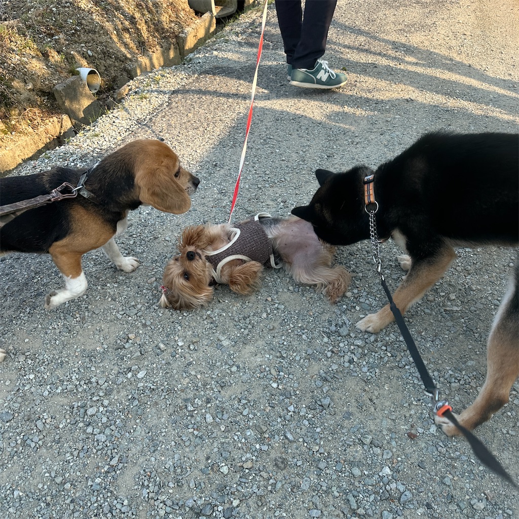 f:id:keikostyle:20250416171808j:image