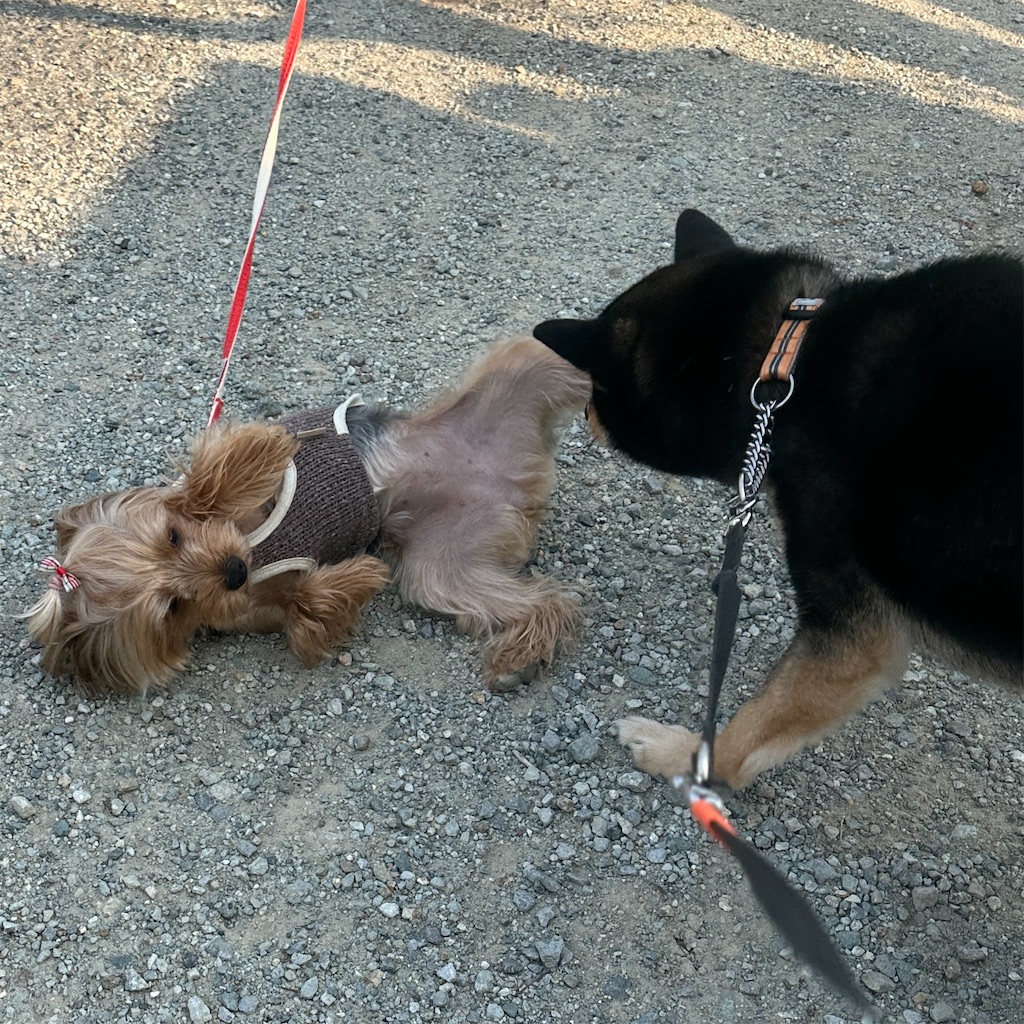 f:id:keikostyle:20250416171813j:image