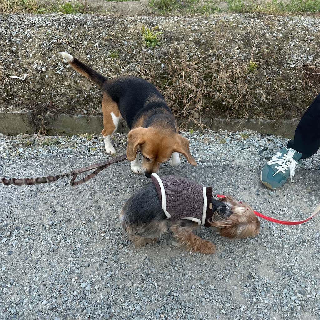 f:id:keikostyle:20250416171816j:image