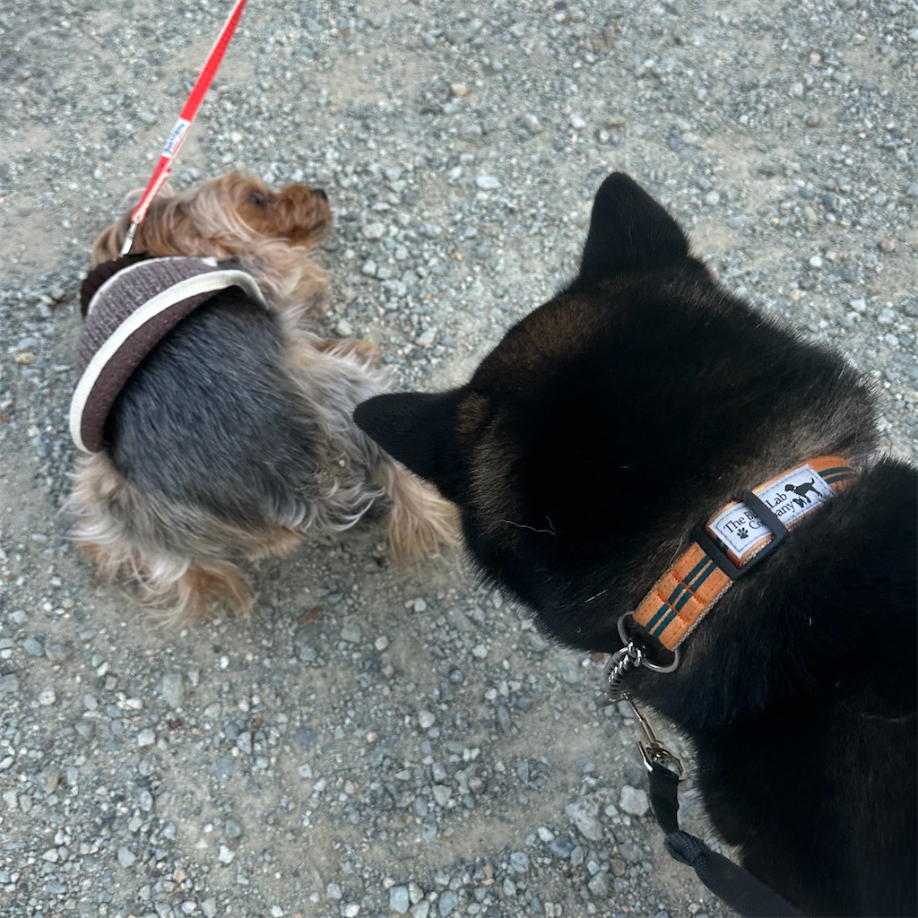 f:id:keikostyle:20250416171820j:image