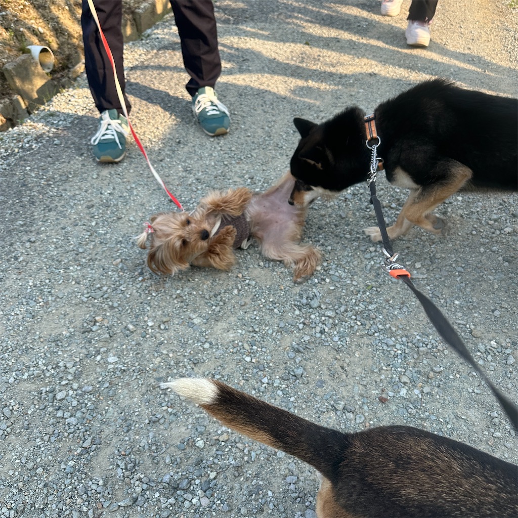 f:id:keikostyle:20250416171823j:image