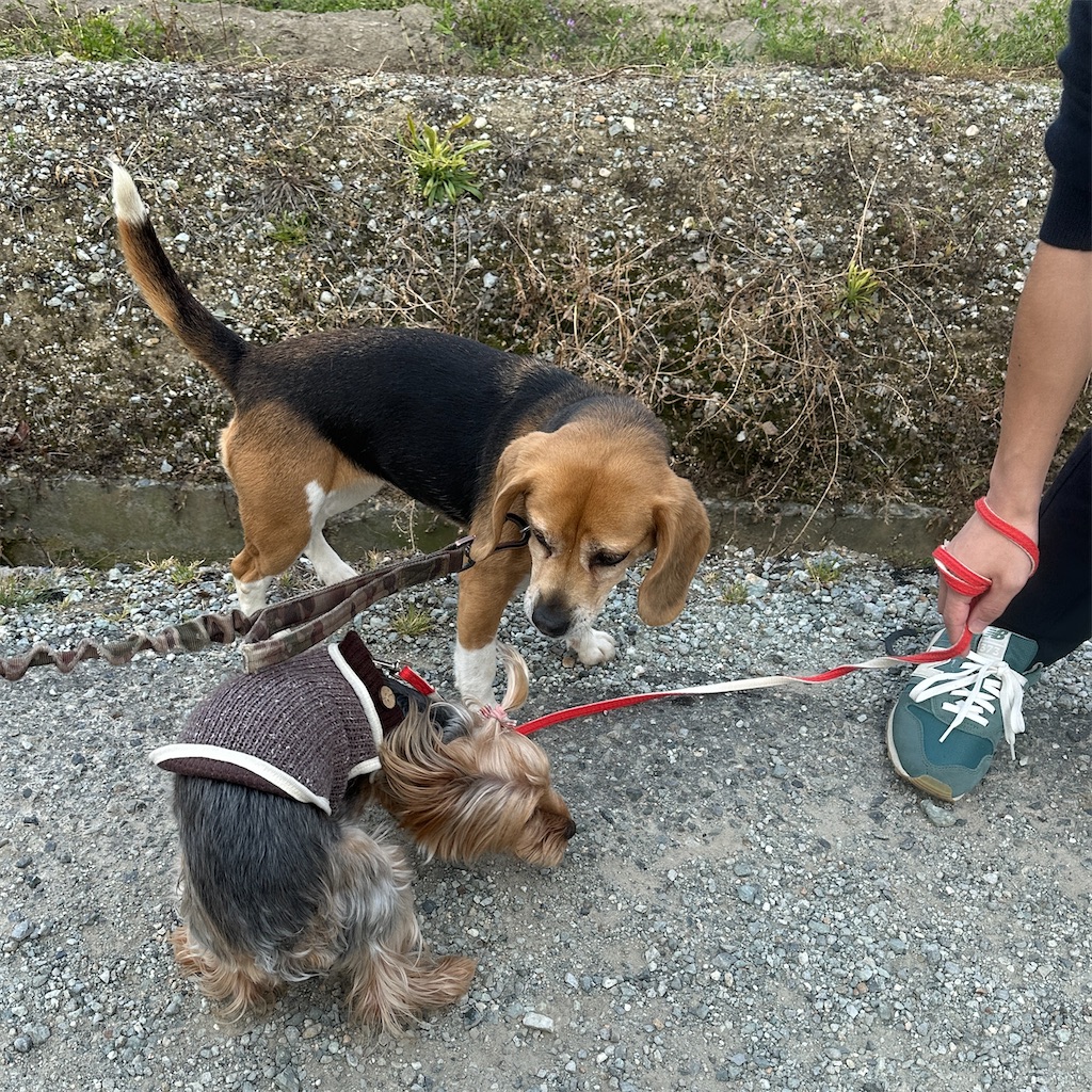 f:id:keikostyle:20250416171826j:image