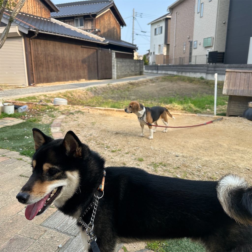 f:id:keikostyle:20250416175723j:image