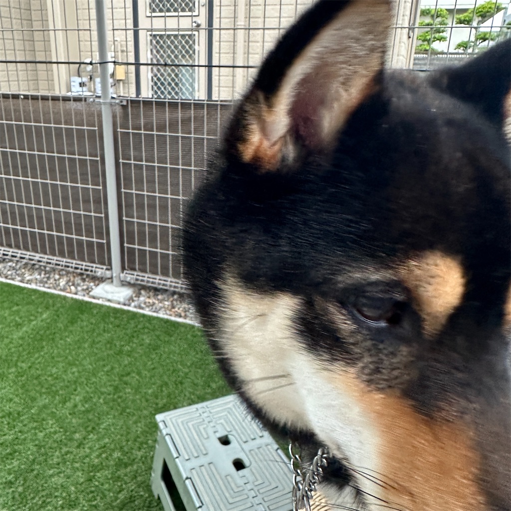 f:id:keikostyle:20250509063656j:image