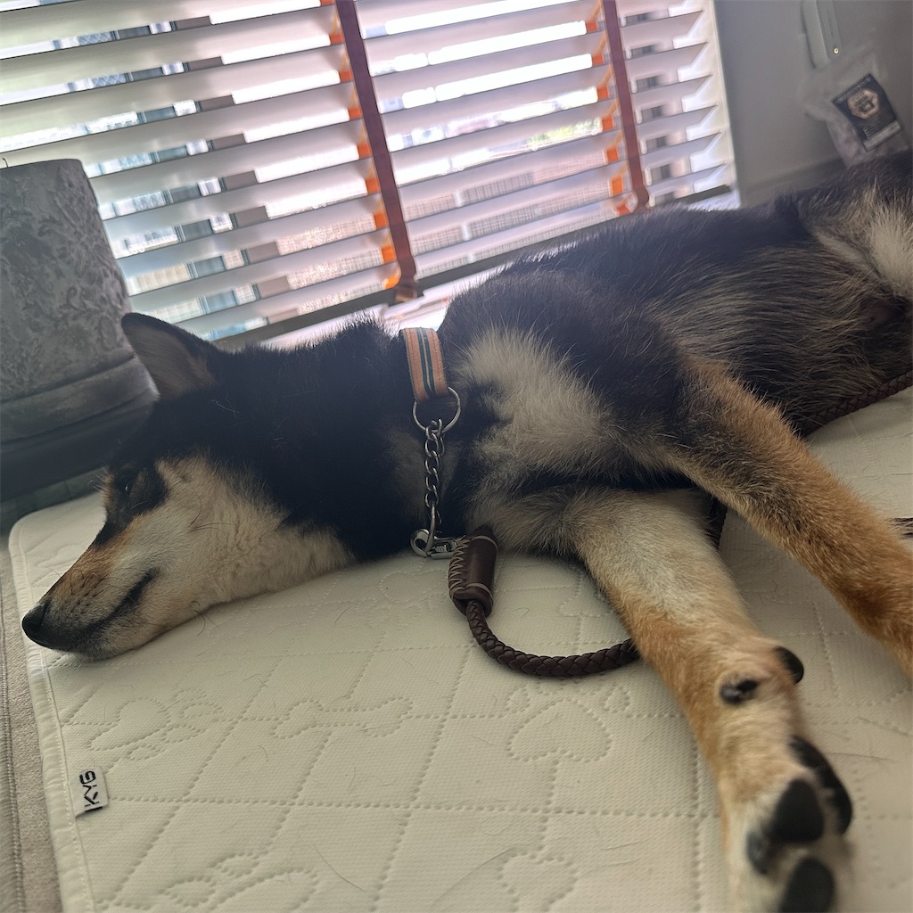 f:id:keikostyle:20250604160803j:image