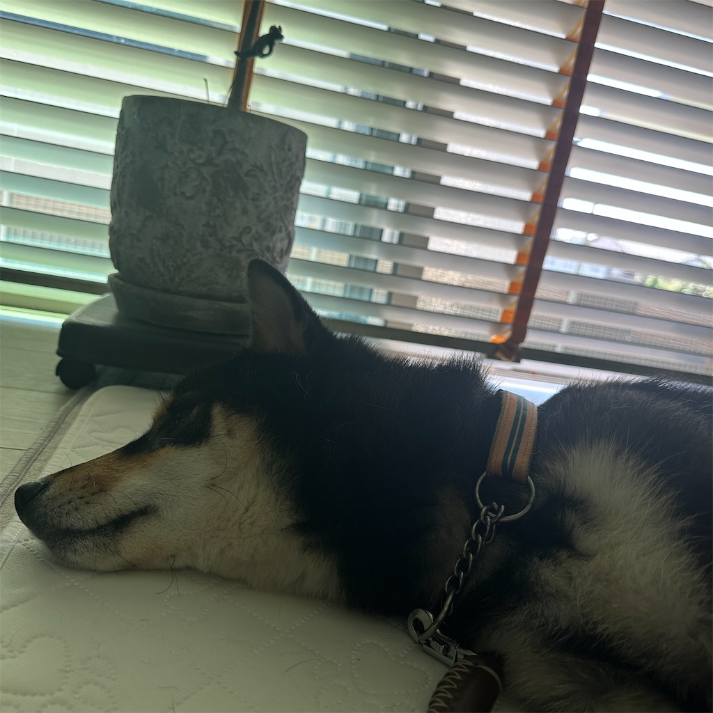 f:id:keikostyle:20250604160806j:image