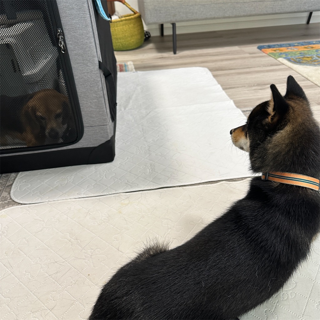 f:id:keikostyle:20250627170321j:image